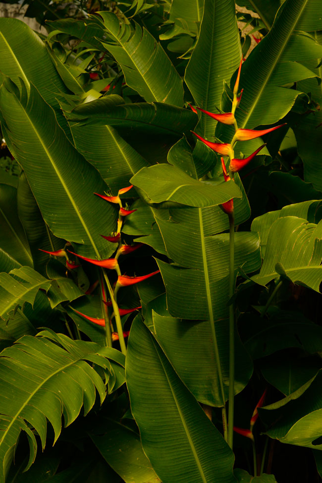 heliconia